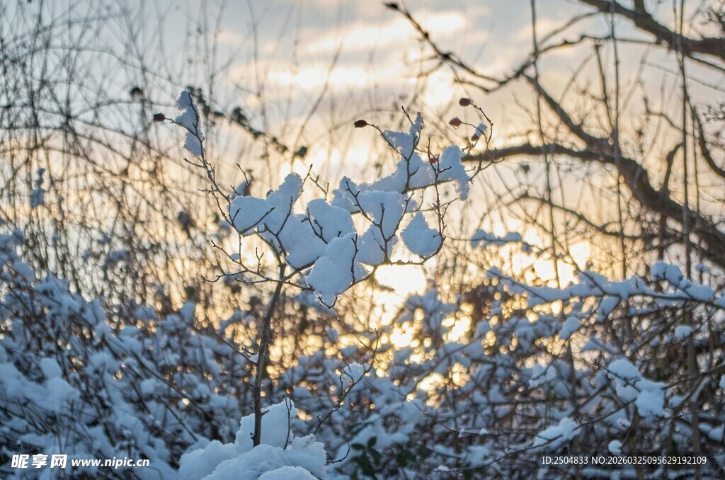 冬日雪景树枝覆雪美景