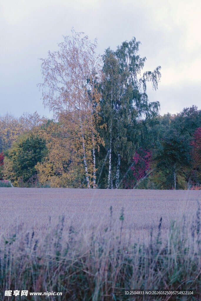 秋日霜覆田野与树木景观