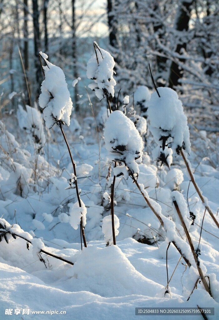 冬日雪覆植物景致