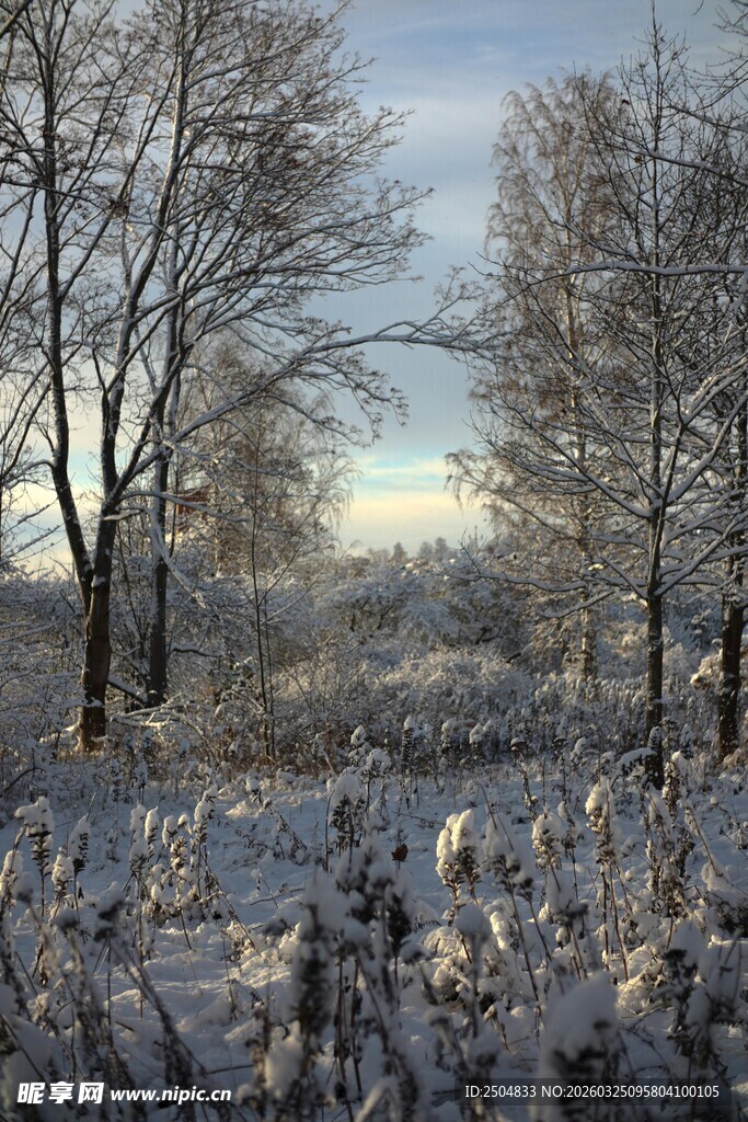 冬日雪景中的树木景观