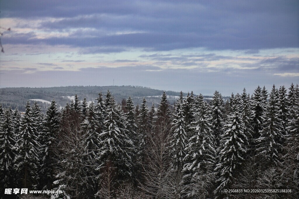 雪覆松林的壮阔冬日景象
