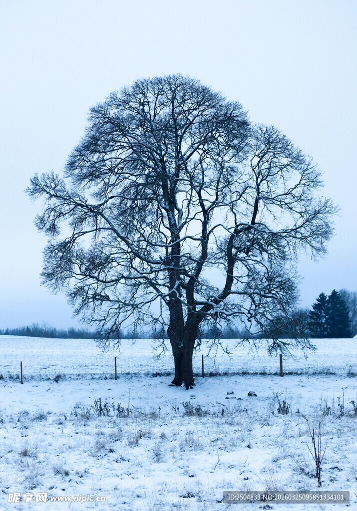 雪野中孤独的树