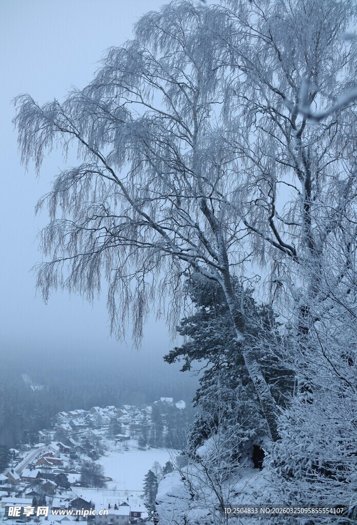 冬日雪覆垂柳美景