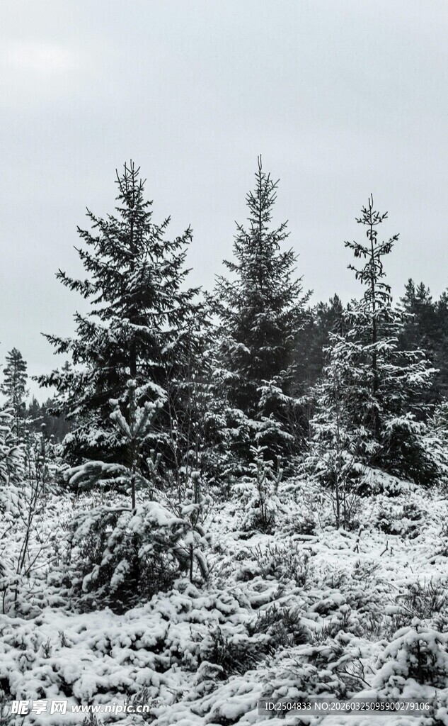 雪覆山林景观