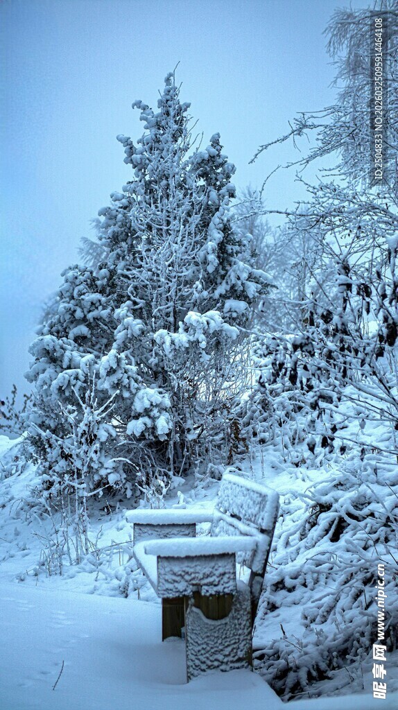 雪覆树木旁的户外长椅
