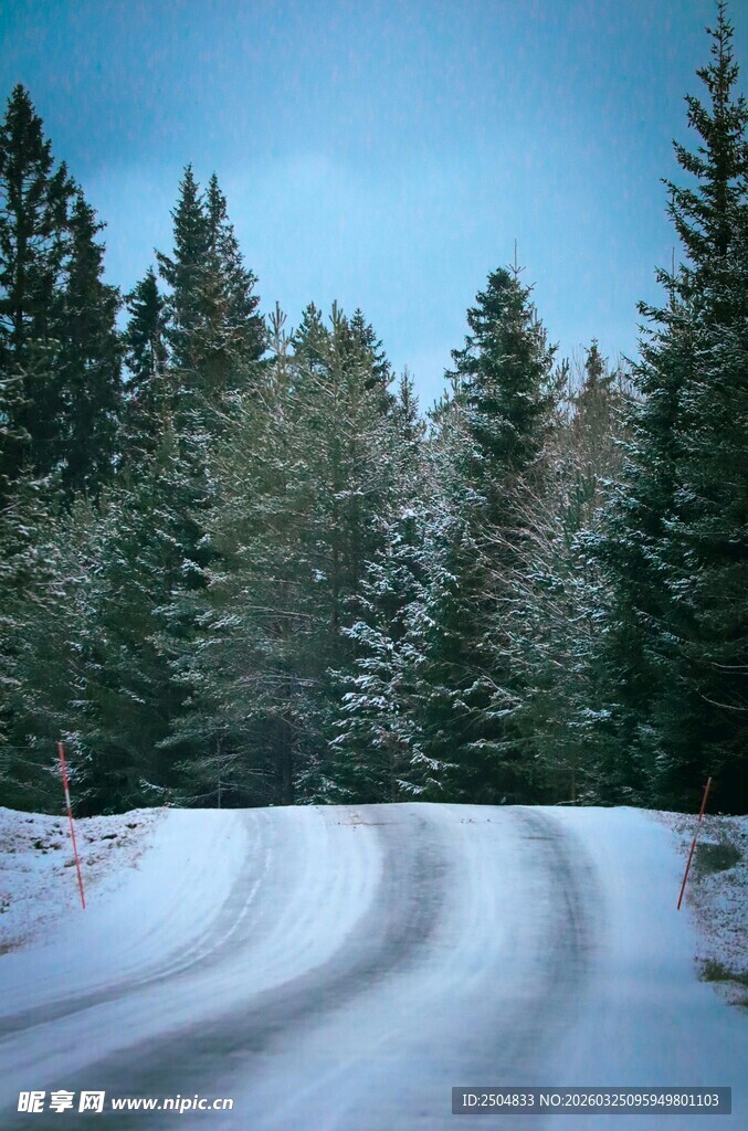 雪覆林间路