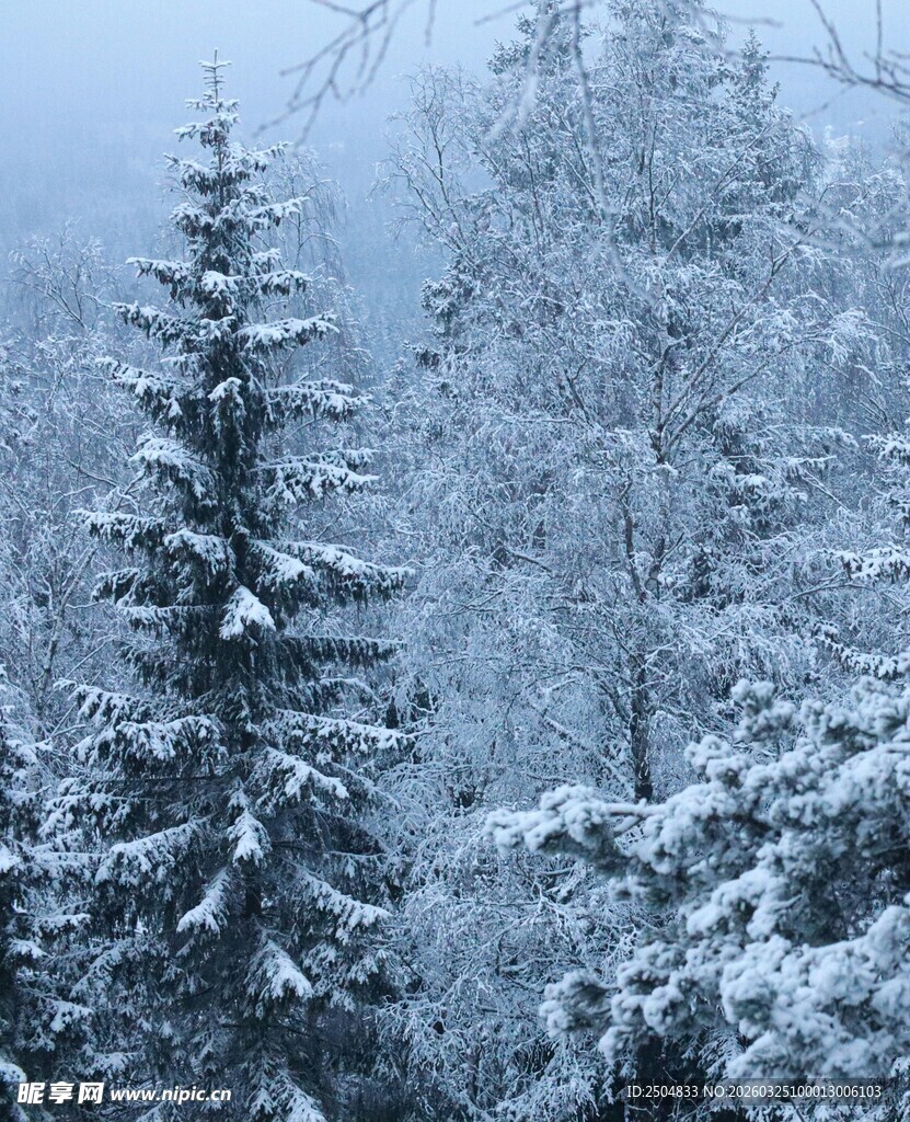 雪覆山林的静谧冬日景象