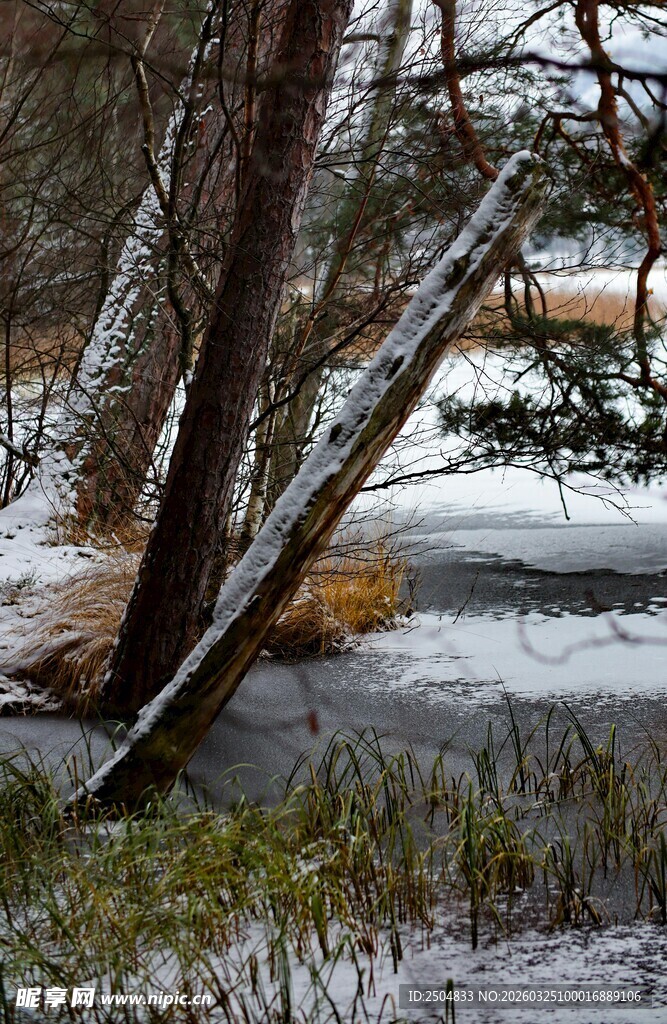 冬日林间倾斜树木与薄冰