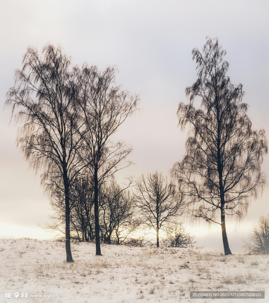 冬日雪野中的萧瑟树木