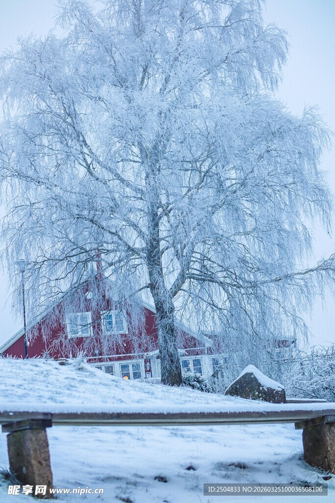 冬日雪景中的红屋与银树