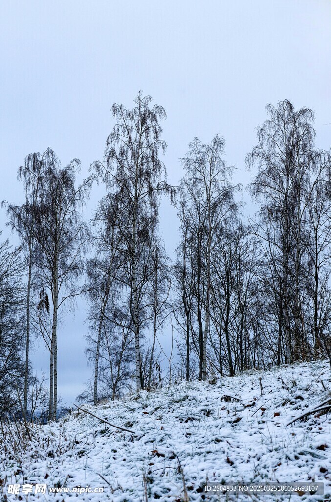 雪覆树林的冬日景致