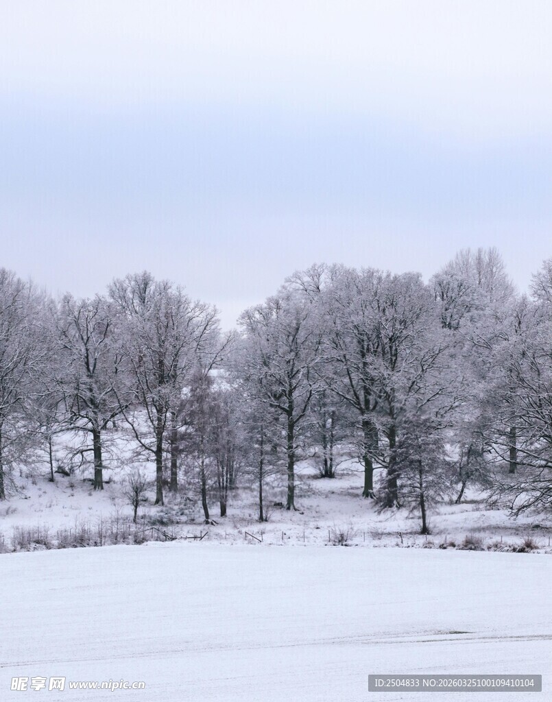 冬日雪景中的银装素裹树林