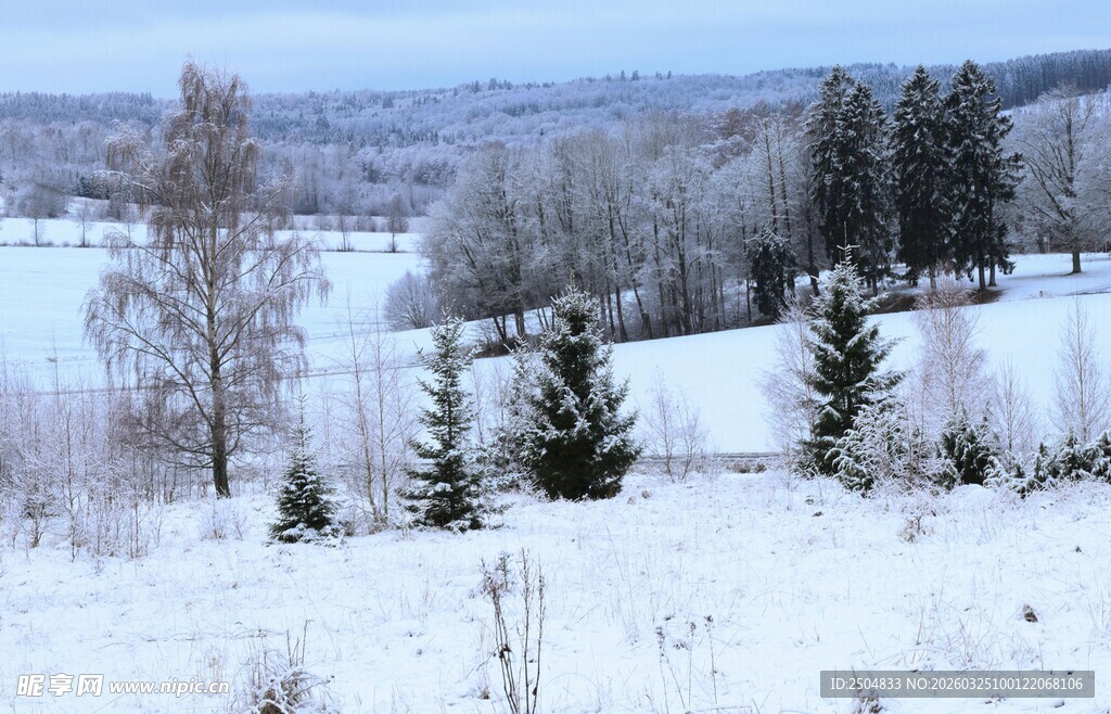 冬日雪景中的静谧树林