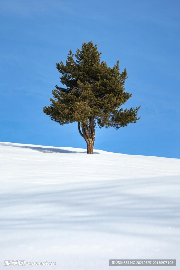 雪地上的孤树