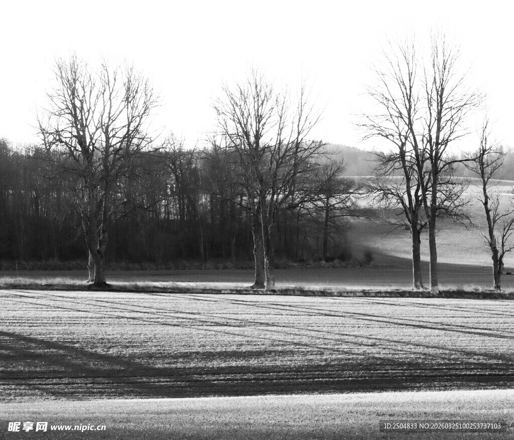 冬日田野旁的萧瑟树林