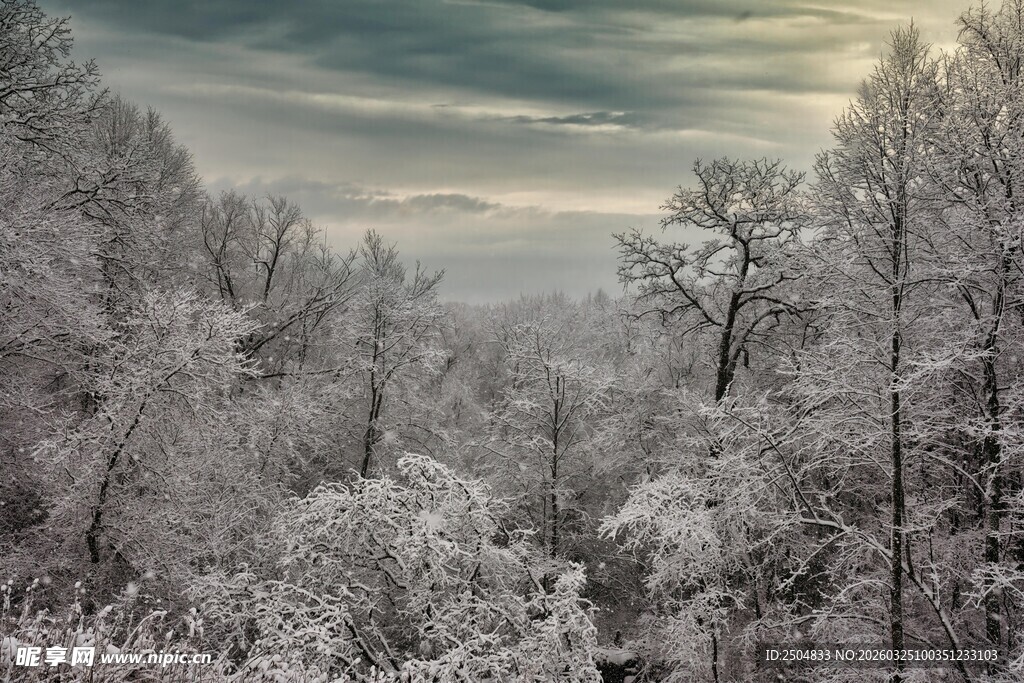 冬日雪覆树林美景