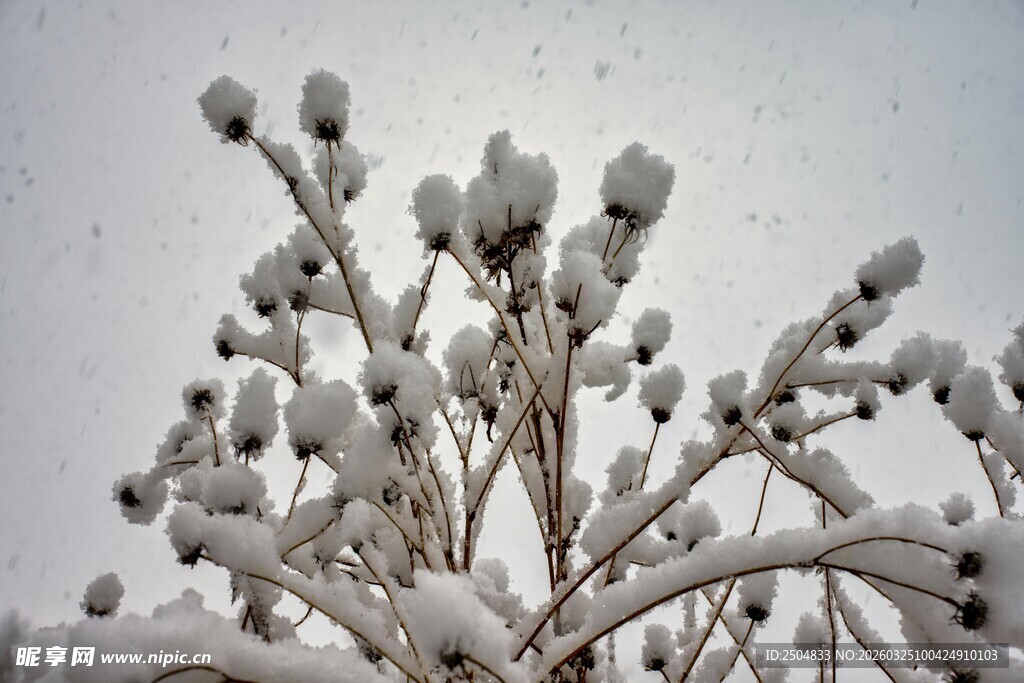 雪覆枝头美景