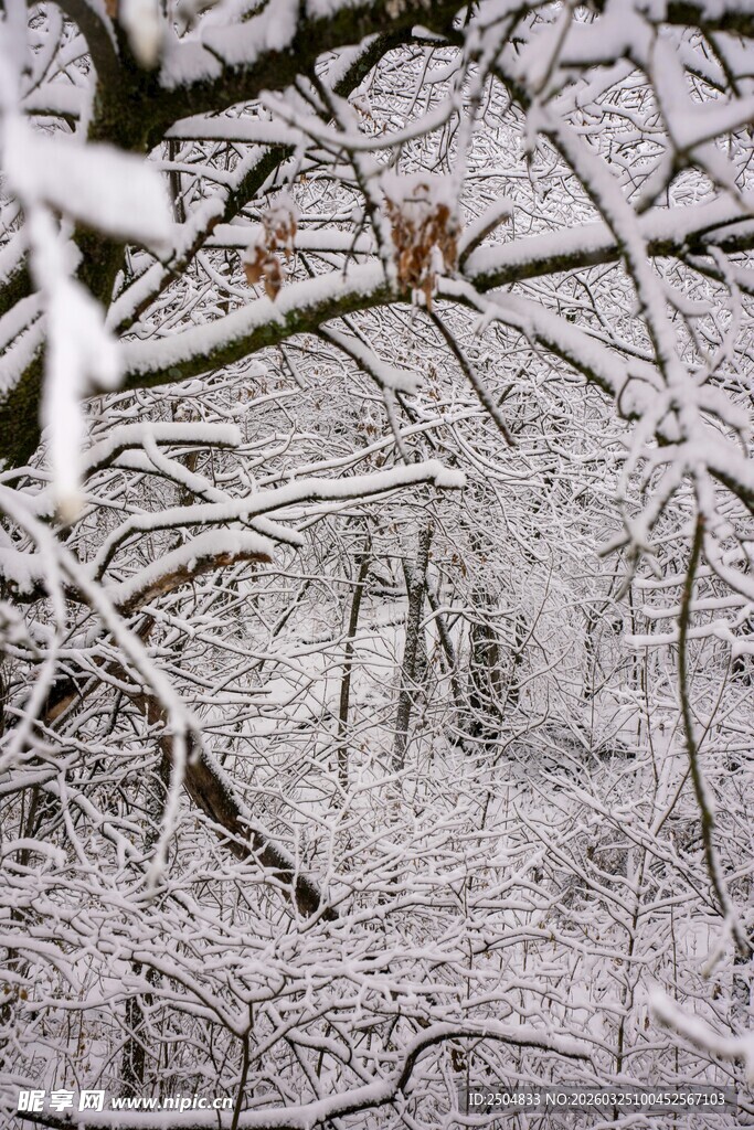 冬日覆雪树枝景象
