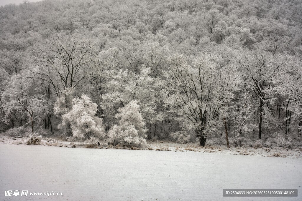 冬日雪覆树林静谧景象