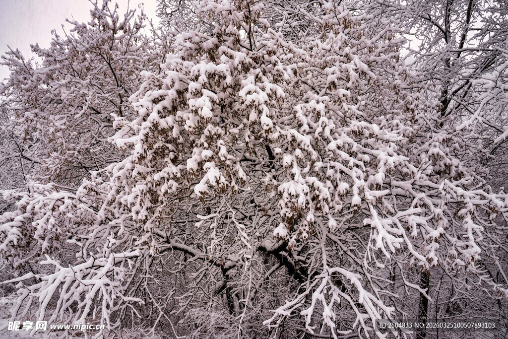 雪覆枝头的冬日美景