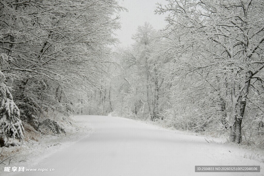 雪覆林间路