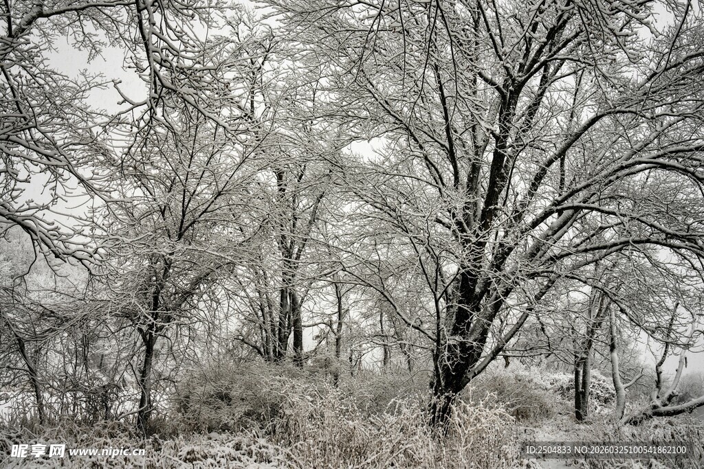 冬日银装素裹的树林景观