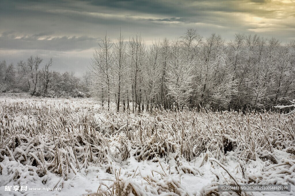冬日雪覆田野美景