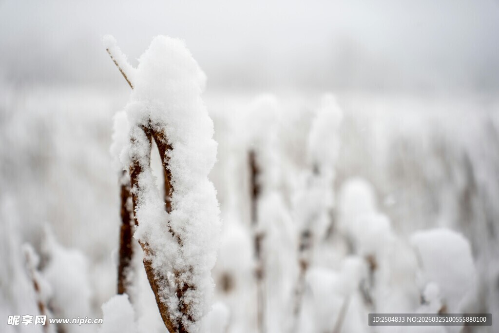 雪覆植物景观