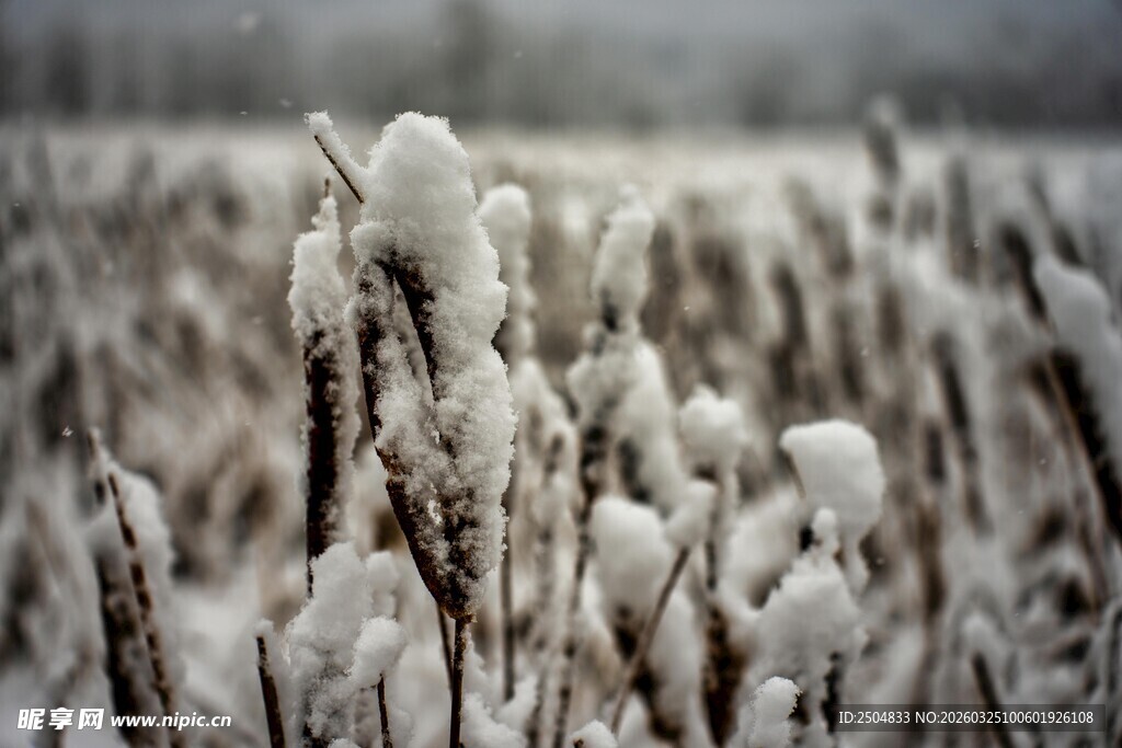雪覆植物 冬日田野景致