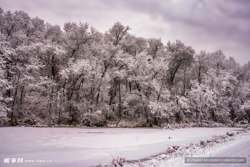 冬日雪景中的静谧树林