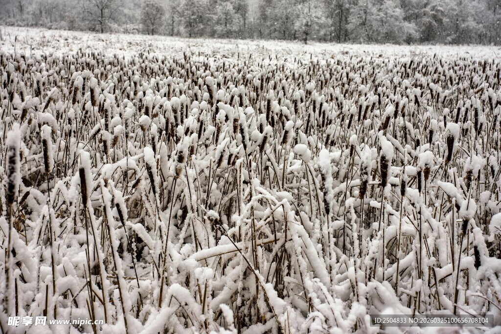 雪覆玉米田 冬日田园景致