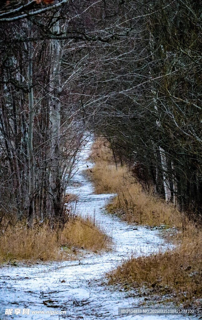 雪覆林间小道