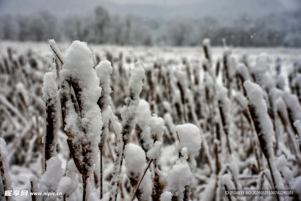 冬日雪覆田野美景