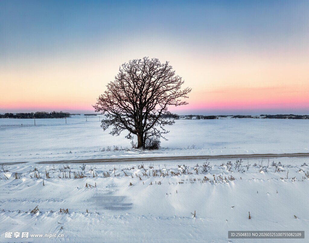 雪地孤树 日暮静谧之景