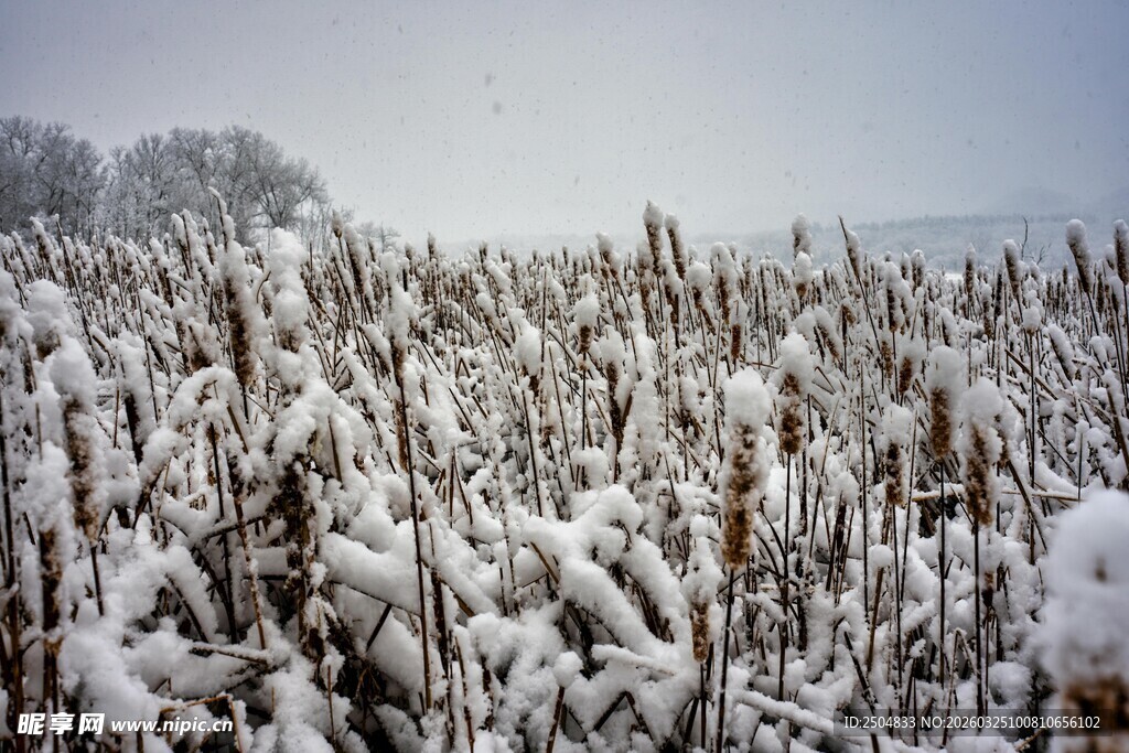 雪覆田野景象