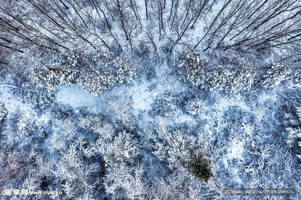 冬日雪景下的树林景观