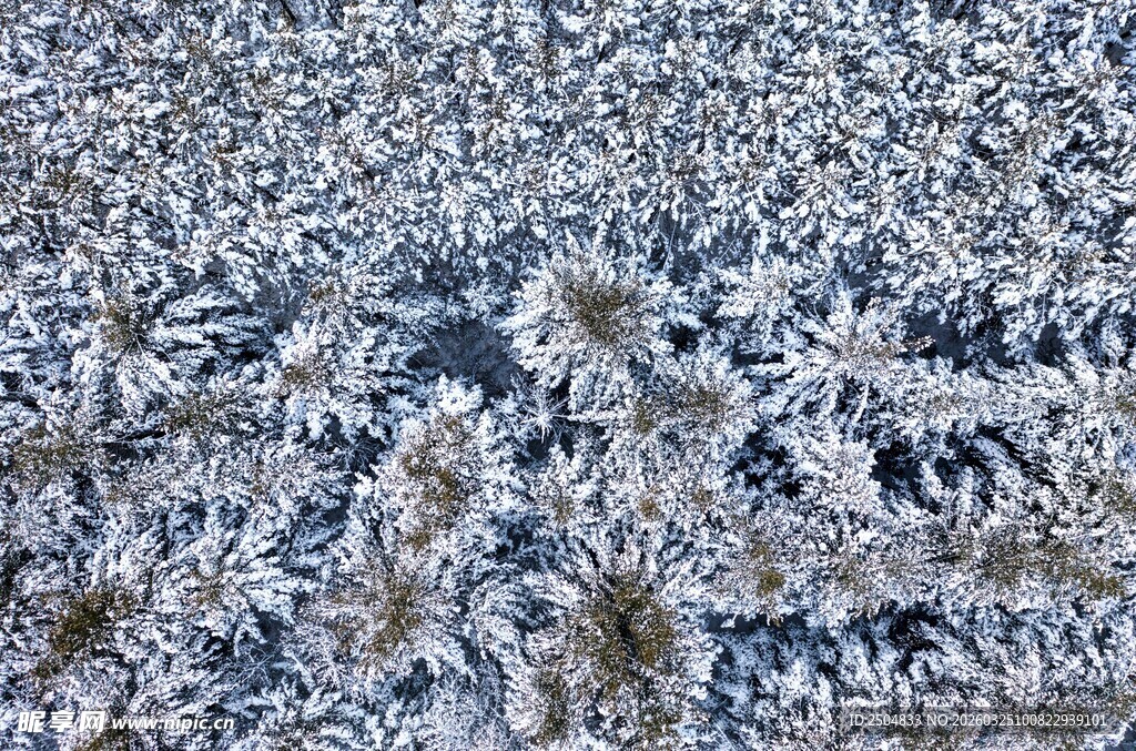 霜花覆盖的地面景象