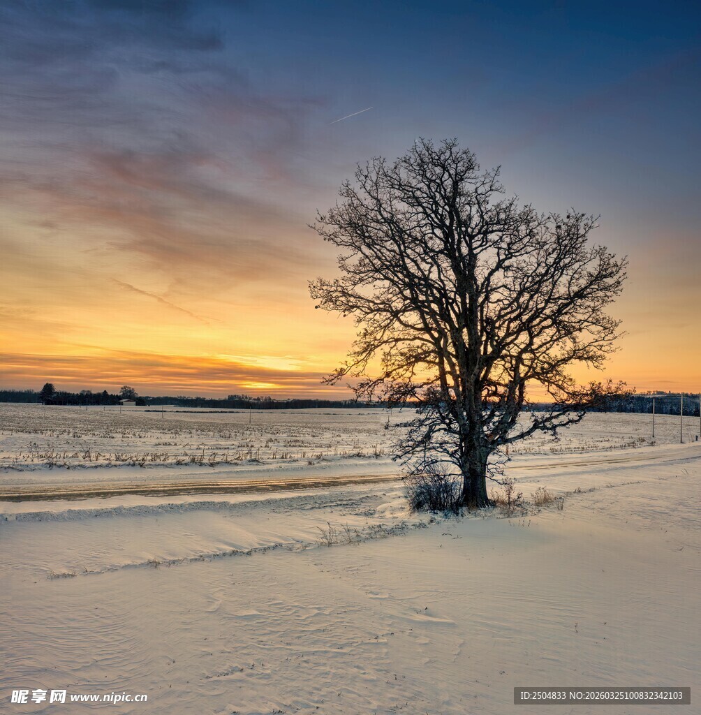 冬日旷野中的孤独树木