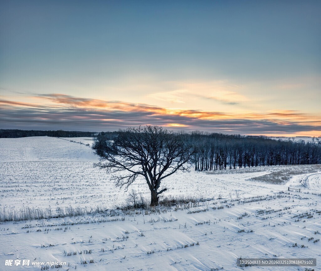 雪野孤树 静享黄昏美景