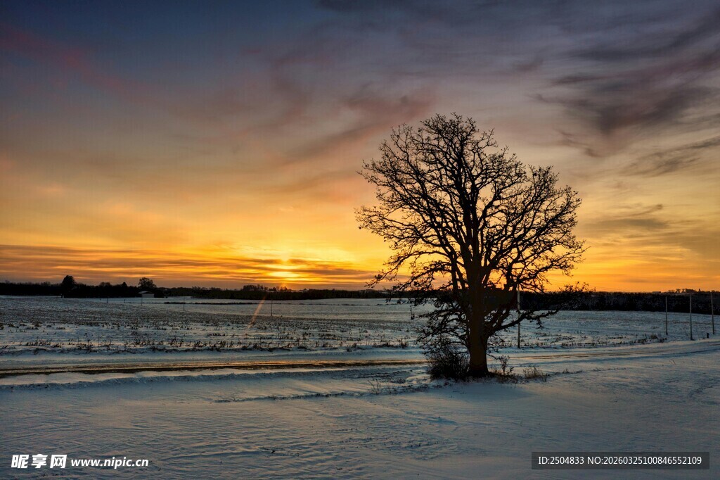 冬日孤树映晚霞