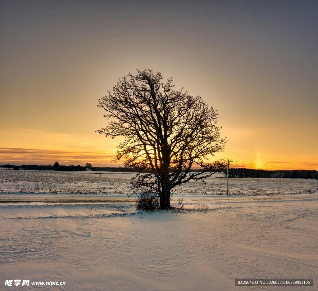 雪地孤树映黄昏