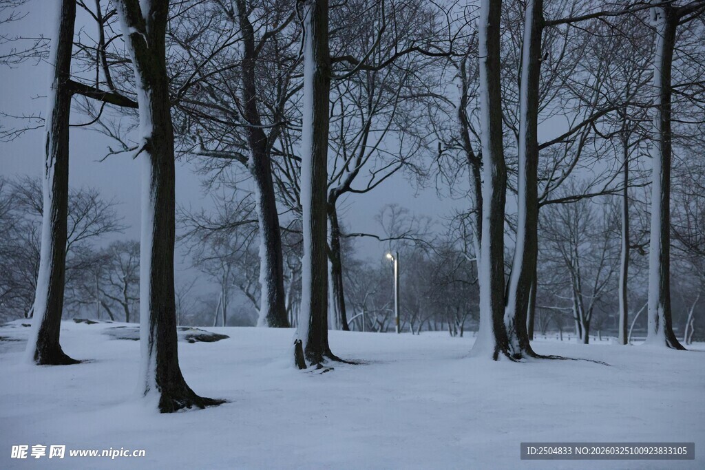 雪覆树林冬日静谧景象