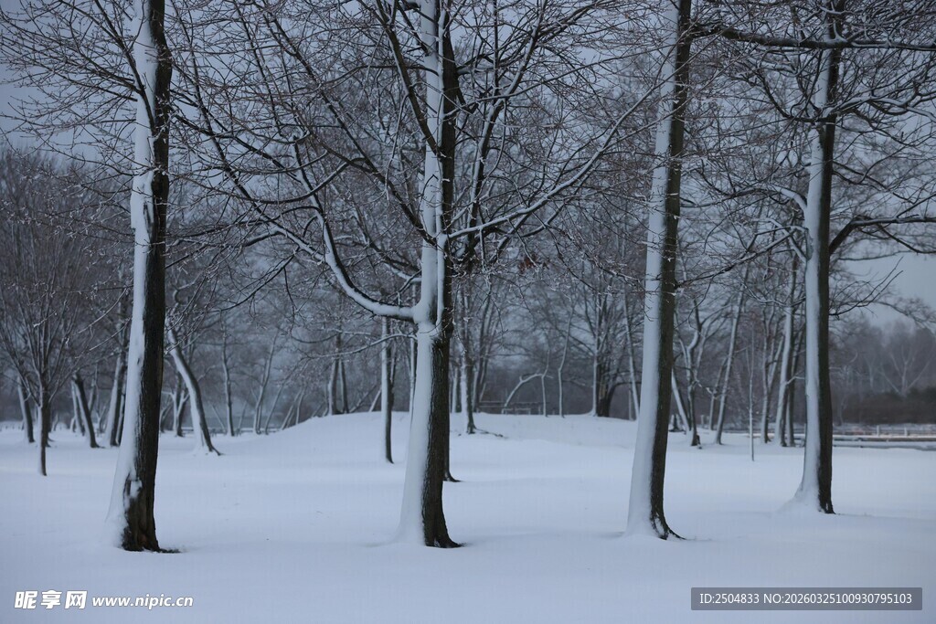 冬日雪覆树林美景