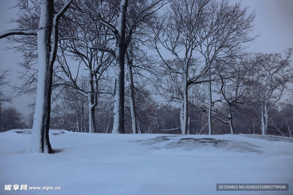 冬日雪林静谧景象