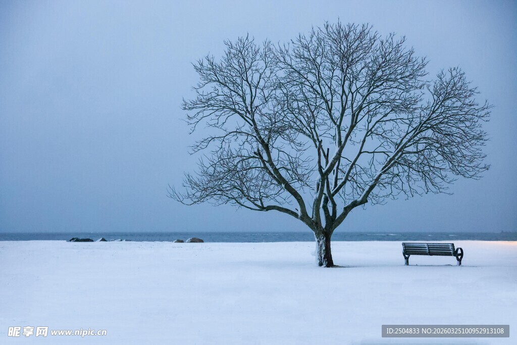 雪地孤树旁的静谧长椅