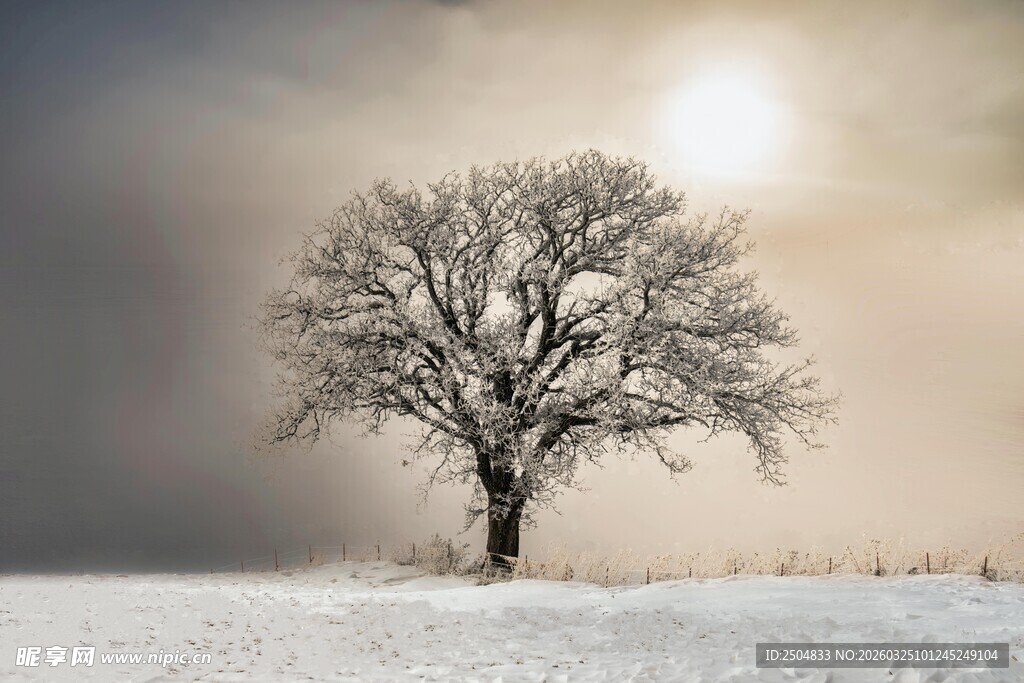 雪野孤树 冬日静谧景象