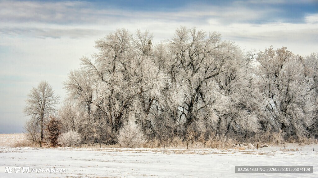 冬日雪覆树林美景