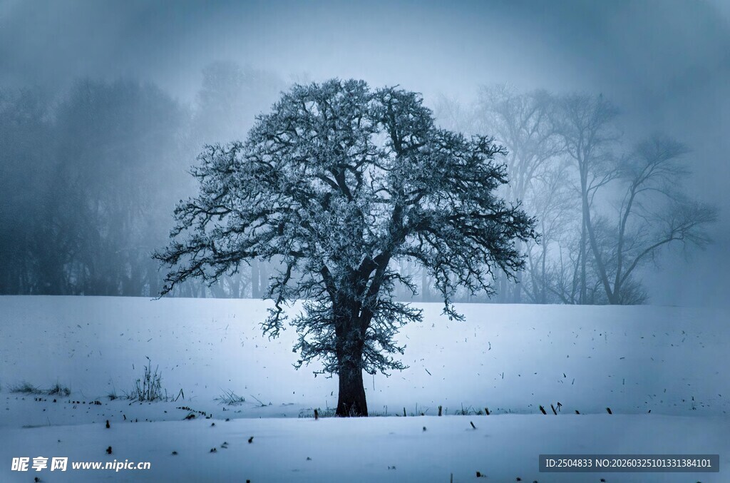 雪野中孤独的树木