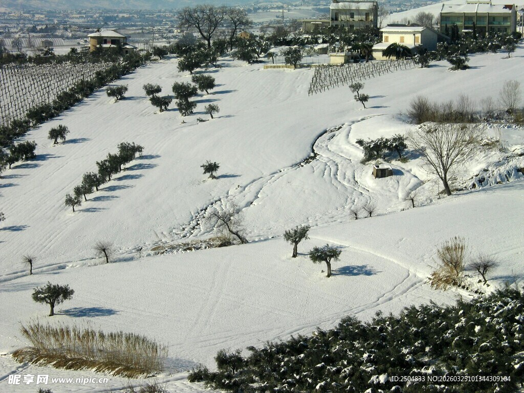 冬日雪覆校园景观