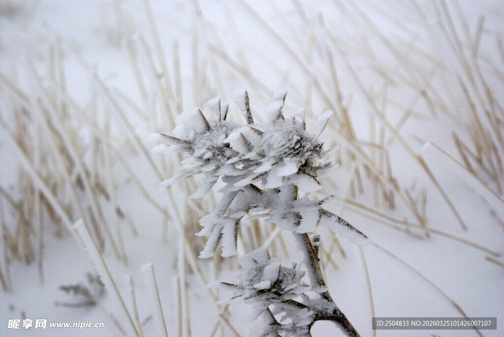 雪覆植物 尽显冬日静美